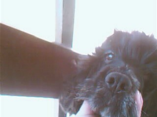 mi perrita
